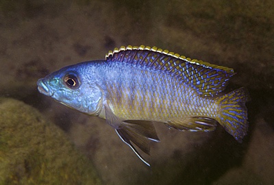 Mylochromis sp. 'lateristriga makanjila' Chiwindi